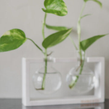 Mulan Bulb Vase - 2 Glass